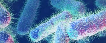 Cazul fetiței de 3 ani din Iași care a murit. Concluziile anchetei epidemiologice 31 Cazul fetiței de 3 ani din Iași care a murit. Concluziile anchetei epidemiologice