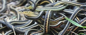 Imagini apocaliptice! O comună din România invadată de șerpi