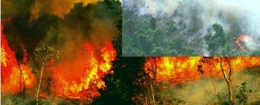 Incendiile au distrus pădurea Amazoniană. Fumul a devenit vizibil din spațiu