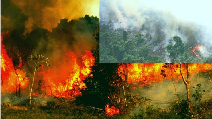Incendiile au distrus pădurea Amazoniană. Fumul a devenit vizibil din spațiu