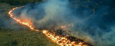 Incendiile din Pădurile Amazoniene. Fundația DiCaprio promite ajutor de 5 milioane de dolari