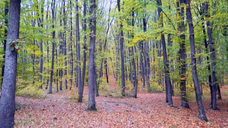 Un suspect de 17 ani a fost reținut în cazul pădurarului ucis într-o pădure din Iași