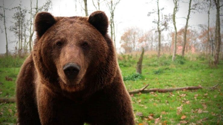Un bărbat a fost ucis de un urs în Bacău. O altă persoană a fost atacată în Bistrița