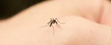 Virusul West Nile. Un nou deces a fost înregistrat în județul Olt