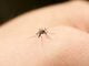 Virusul West Nile. Un nou deces a fost înregistrat în județul Olt