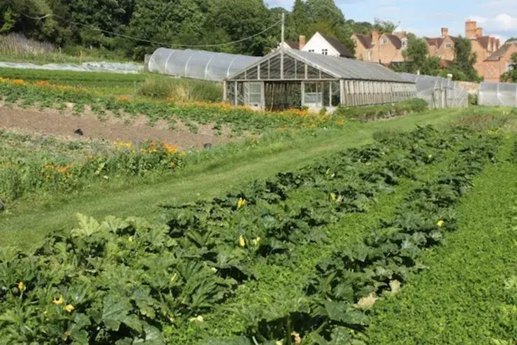Este uimitor ce cultivă acest tânăr din Bistrița. Este unic în lume
