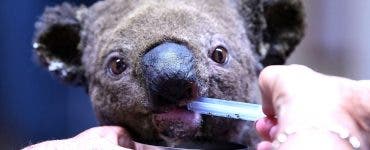 Micuțul Lewis, ursul koala salvat de o femeie din mijlocul flăcărilor în Australia, a murit