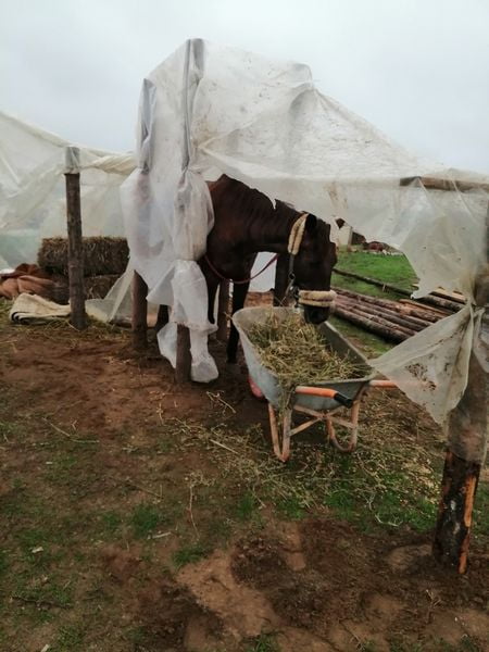 Proprietara unui adăpost de animale din Dolj cere ajutorul cetățenilor. A făcut un cort din celofan pentru un căluț 26