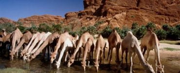Peste 10.000 de cămile din Australia vor fi împușcate din elicoptere pentru că beau prea multă apă