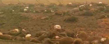 Bilanț devastator. Numărul animalelor ucise în incendiile din Australia a ajuns la 1 miliard