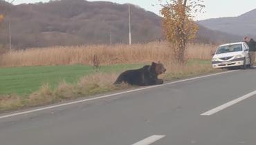 Urs spulberat pe șosea în Sibiu