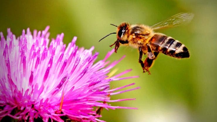 Albine polenizare