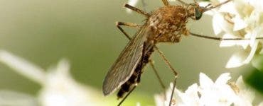 Plantele, resurse naturale valoroase pentru a scăpa de țânțari și insecte nedorite