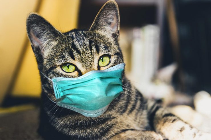 Coronavirus blana pisici și câini