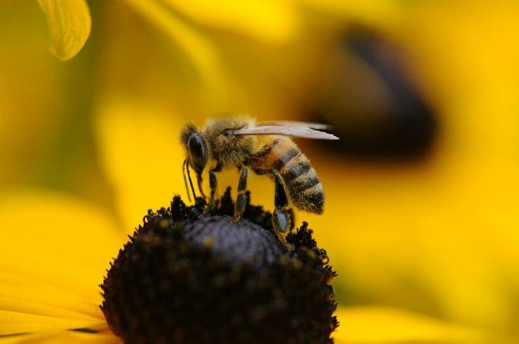 diferența dintre albină și viespe