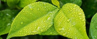 Substanțele otrăvitoare din plante