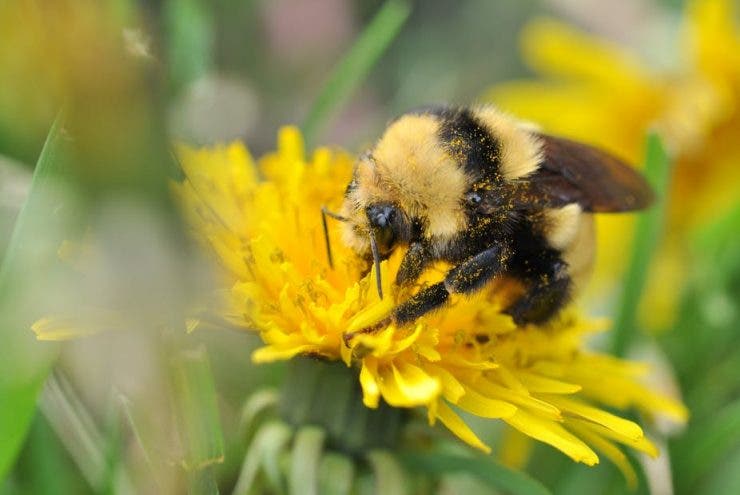 Înțepăturile provocate de albine