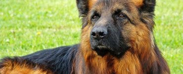 A murit primul câine din SUA testat pozitiv cu Covid-19 . Medicii veterinari resping ideea că virusul e unicul vinovat de moartea animalului