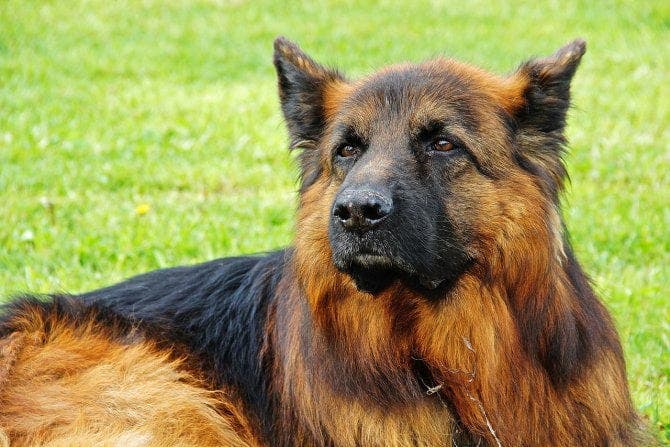 A murit primul câine din SUA testat pozitiv cu Covid-19 . Medicii veterinari resping ideea că virusul e unicul vinovat de moartea animalului