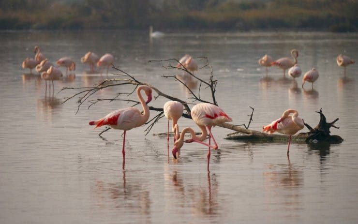 Păsările Flamingo vizitează cu interes România. Cel mai mare stol de flamingo văzut în Delta Dunării din ultimul secol