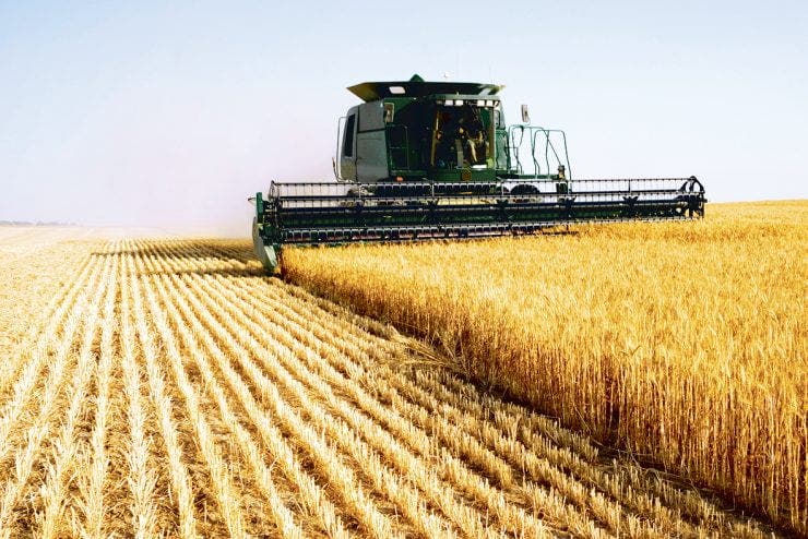 România înregistrează în ultimii ani  scăderi serioase la recolta de grâu. Producția a scăzut anul acesta cu 40 %