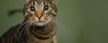Un bărbat a fost devastat de moartea animalului său de companie. La scurt timp a descoperit un misterios bilețel agățat de gâtul celuilalt motan al său