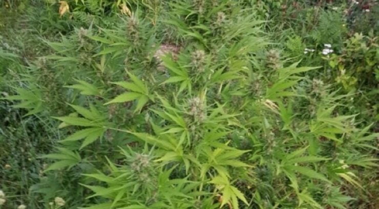 Au crezut că dau lovitura vieții, însă au sfârșit în arestul Poliției. Ce au plantat doi tineri într-o poiană dintr-un sat uitat de lume 25 plantatie de cannabis