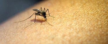 O înțepătură de țânțar i-a distrus viața unui tânăr de 27 de ani