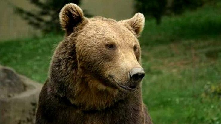 Un urs a fost ucis într-un sat din Mureș