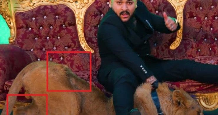 Dani Mocanu, acuzat că a filmat un videoclip cu un leu rănit şi chinuit