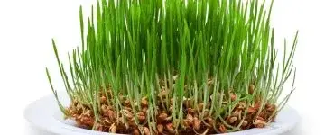 Ce trebuie să faci cu grâul încolțit de Sfântul Andrei? Doar așa atragi norocul și prosperitatea