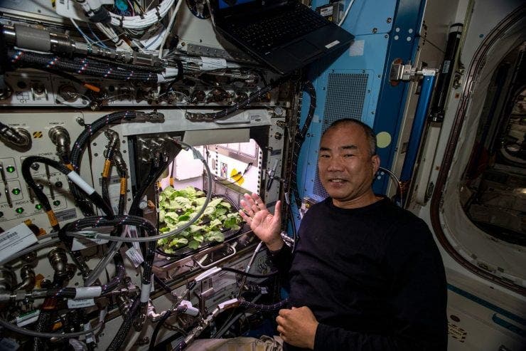 Un astronaut a reușit să crească prima recoltă de ridichi