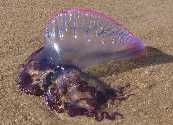 Cea mai periculoasă meduză din lume