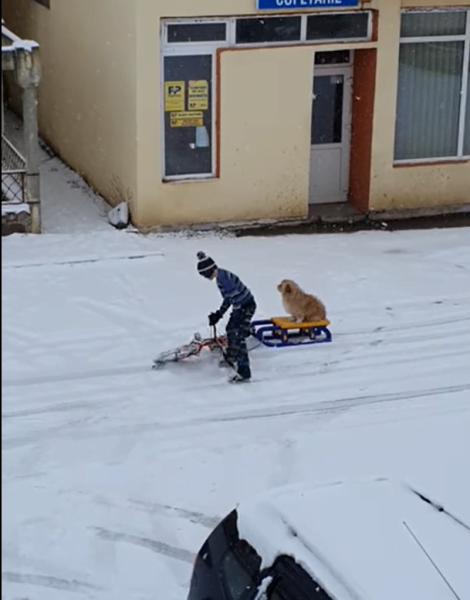 cățel plimbat cu sania de un copil