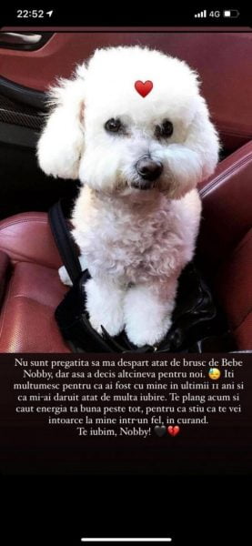 De ce a murit Nobby, cățelușa Adelinei Pestrițu? "Te plâng și caut energia ta bună peste tot" 27 adelina pestrițu