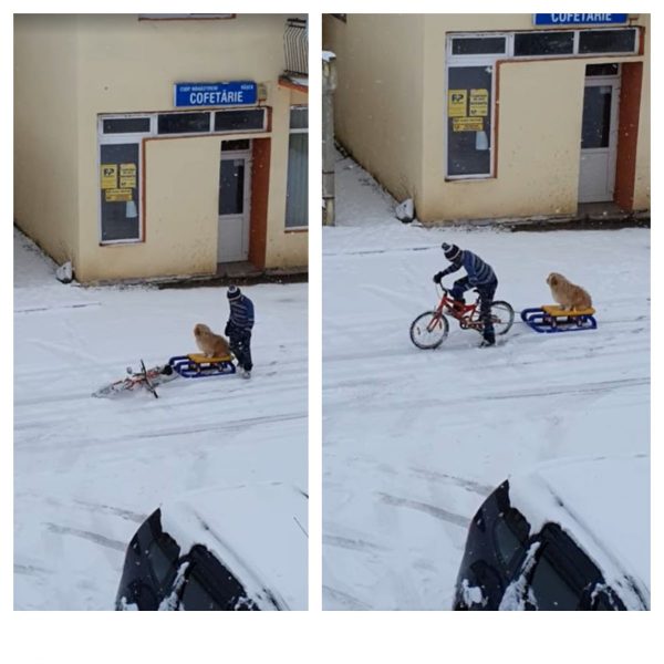 Imagini emoționante filmate în România! Un câine a fost tras de un copil pe bicicletă 28 cățel plimbat cu sania de un copil