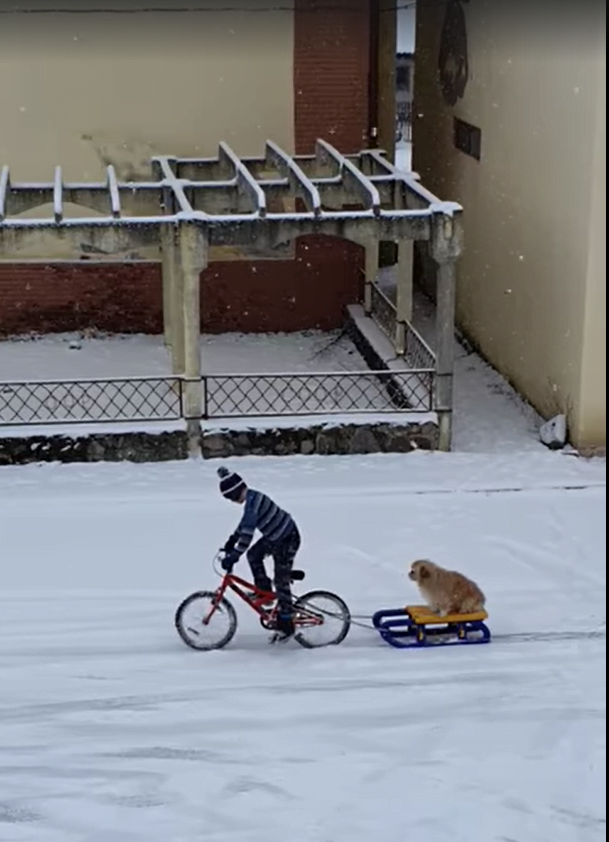 Imagini emoționante filmate în România! Un câine a fost tras de un copil pe bicicletă 25 cățel plimbat cu sania de un copil