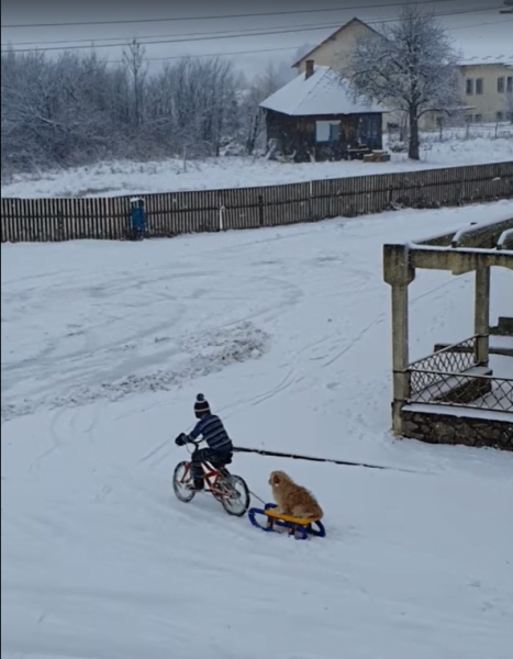 cățel plimbat cu sania de un copil