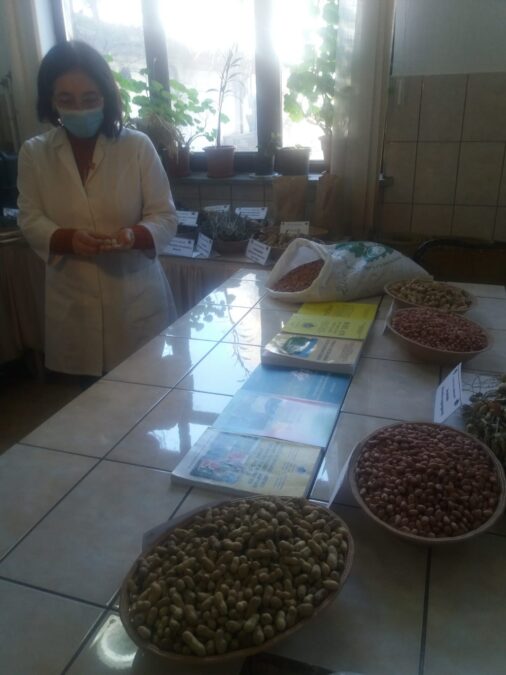 Culturi exotice în „Sahara Olteniei”. Ce soiuri au fost cultivate 26 desert
