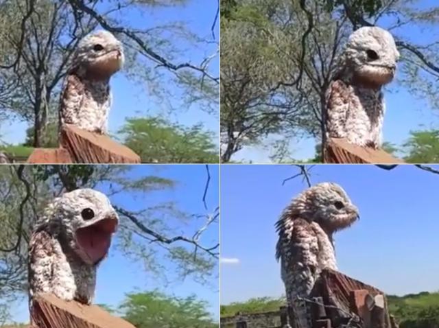 Această creatură ciudată a speriat o femeie. Scoate sunete îngrozitoare și este o specie rară 25 columbia