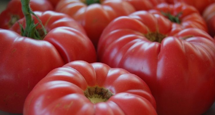 Primele roşii româneşti 2021, deja coapte în sere. Cu ce preț ajung la vânzare, după ce au fost “tratate” cu muzică non-stop 25 primele rosii romanesti 2021