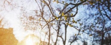 Primăvara aduce vreme mai caldă în România: Prognoza meteo pentru 1 și 8 martie