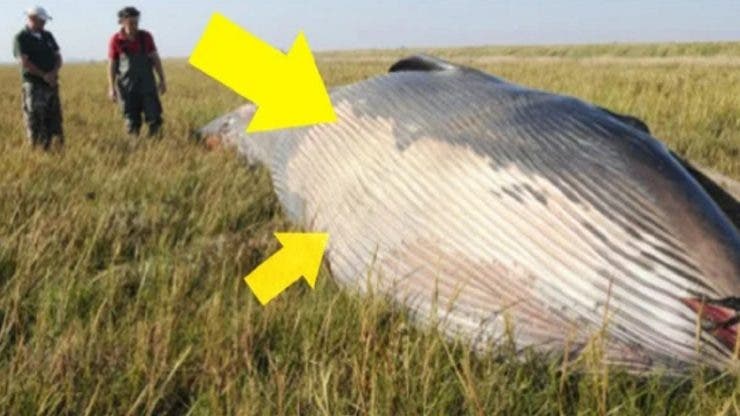 Un fermier a făcut descoperirea vieții lui! O balenă uriașă zăcea în mijlocul terenului său! Ce au spus biologii