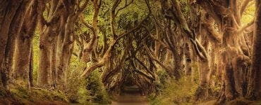 Horoscop celtic! Copacul mistic care te protejează în funcție de data nașterii