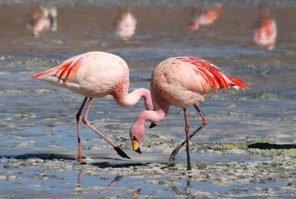 Zeci de păsări flamingo au fost izgonite din Delta Dunării! Vizitatorii au stresat păsările