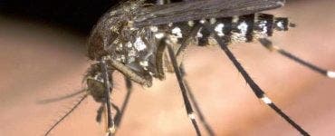 Un roi gigantic de țânțari modificați genetic invadează Florida! Demersul a stârnit mari controverse