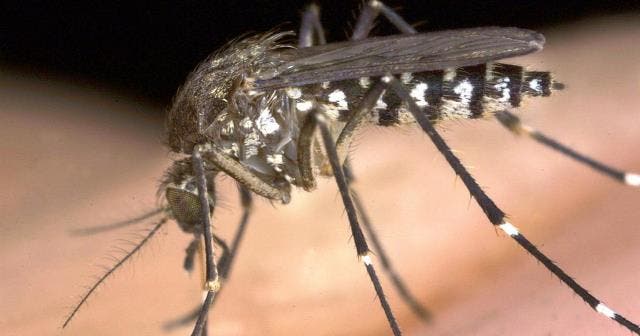 Un roi gigantic de țânțari modificați genetic invadează Florida! Demersul a stârnit mari controverse
