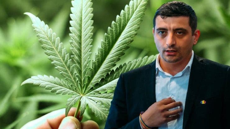 George Simion vrea legalizarea cannabisului