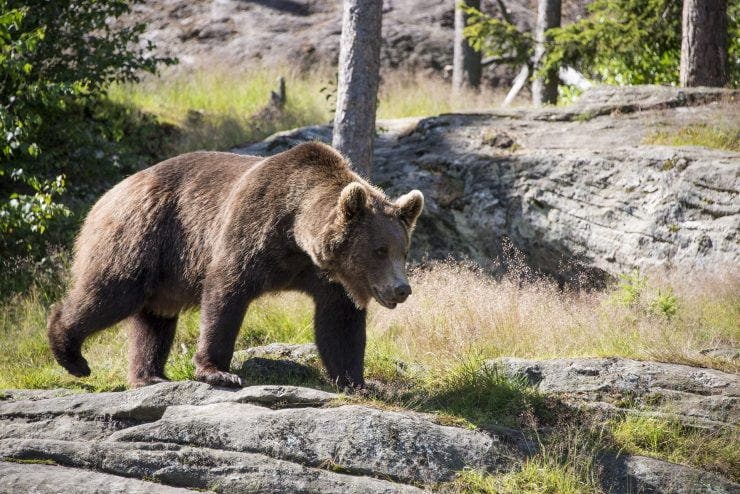 Autoritățile au transmis un mesaj RO Alert! Un urs a apărut pe Transfăgărășan