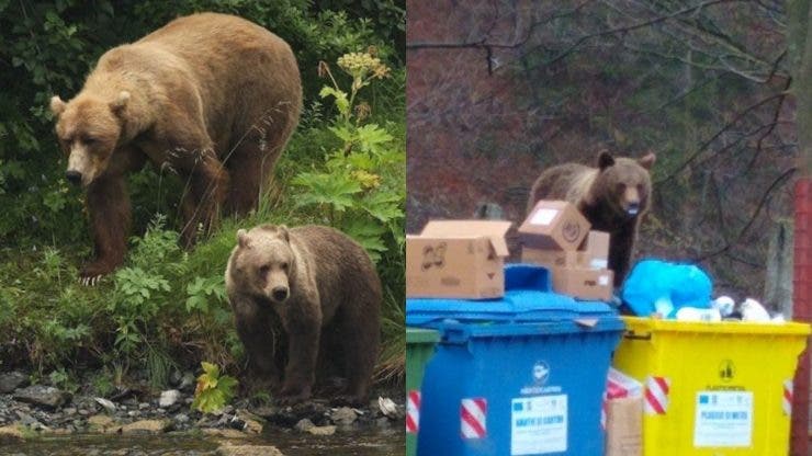 Ce soluție inedită a găsit primarul din Făgăraș pentru a scăpa de urși.